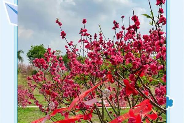 桃花盛开，壮族歌圩：三月三民俗盛宴