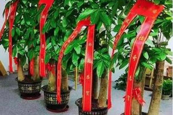 门市风水大揭秘：这几种树木助你财源滚滚