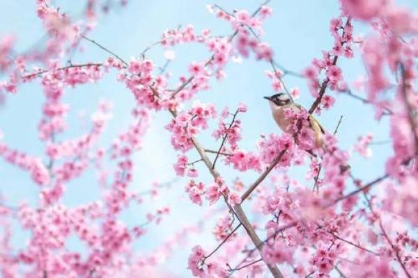春分时节，踏青赏花民俗盛宴
