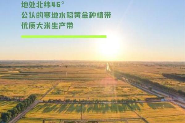 创意十足的大米公司名字推荐助力品牌脱颖而出