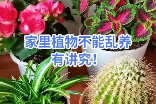 家居风水植物大揭秘：这些植物不宜养在家