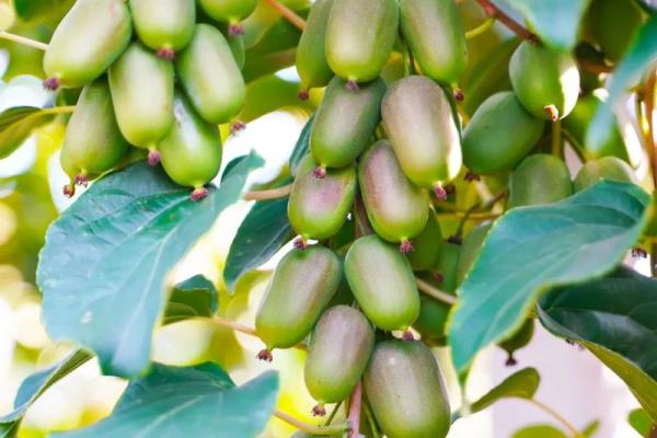 杨谷：谷穗丰满，杨树茂盛，好运连连，未来可期！