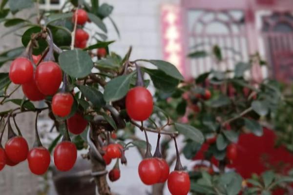 吴果：果实累累，吉祥如意，好运连连之选