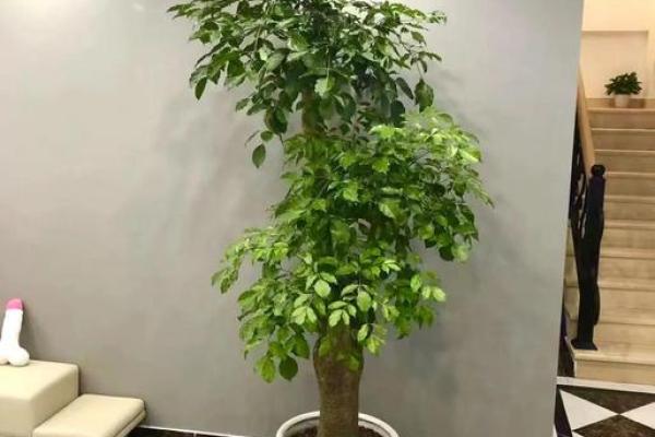 办公室门风水：掌握这几点，财运亨通、事业旺兴！