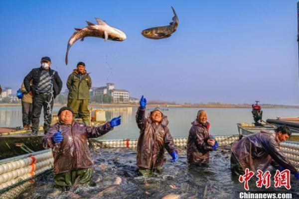 漾漾江畔，鱼跃龙门：水族鱼王节的传说与习俗