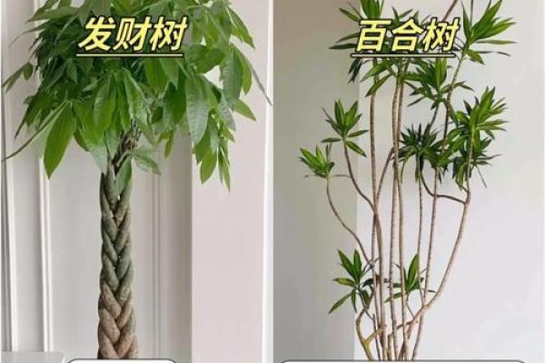 家里植物在风水中的重要性与摆放技巧