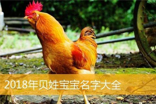 如何为鸡宝宝挑选合适的名字