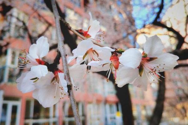李欣如：如花似玉，欣然绽放的姓名魅力