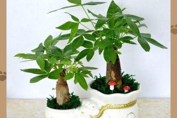 家中风水宝典：这些植物让你财运亨通