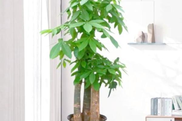家中风水宝典：这些植物让你财运亨通