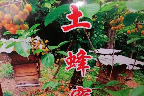 蜂蜜入屋的风水禁忌与吉祥寓意分析