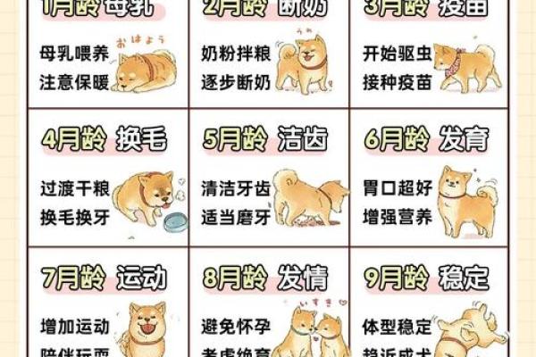 为狗狗宝宝挑选温馨乳名