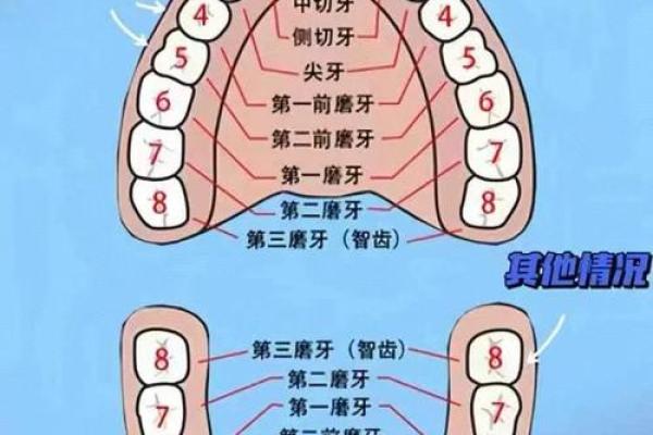 牙齿泄露的面相秘密